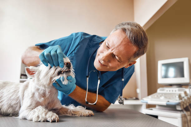 Best Emergency Dental Surgery in Batesville, AR